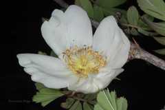Rosa sericea
